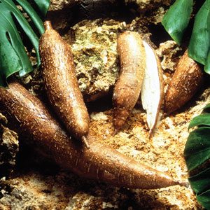 Yuca Root