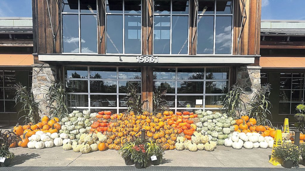 Jack-o’-lanterns, specialty pumpkins, and decorative gourds should be the focus for the fall season. Jeff Salchenberg, produce program and category manager at New Seasons Market, Portland, OR, says, “The last five years have seen a huge jump in specialty pumpkin sales. Varieties like knucklehead, white, popcorn, and variegated are very popular with our customers. We go big with our pumpkin patches to show off the cool varieties and draw customers in.”