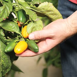 pepper-harvest