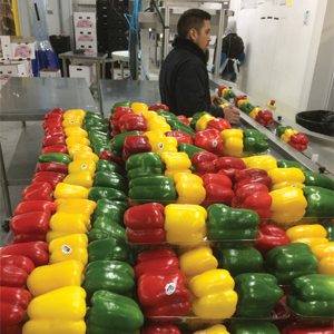 Bell Peppers from Southern farms