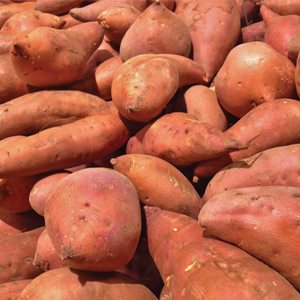 Sweet Potatoes grown in The South