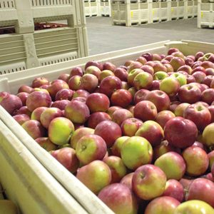 Apple Pallet