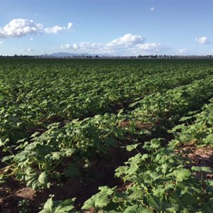 Mexican Produce Crops