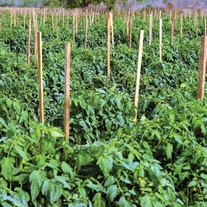 tomato crop