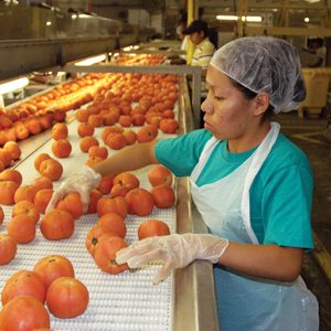 Weis-Buy Farms Tomato Harvest