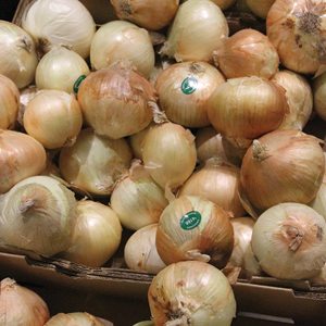 Keystone Mayan Sweet Onions