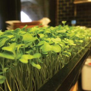 Microgreens