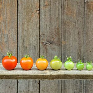 Tomato ripening