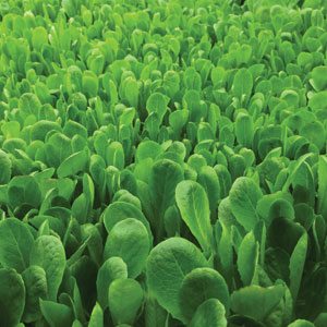 aero-farms-romaine