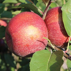 Georgia Apples