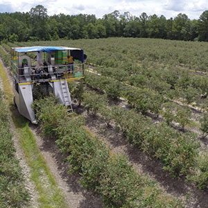 georgia harvest