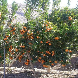 Mandarin Tree