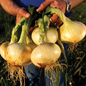 Shuman onions