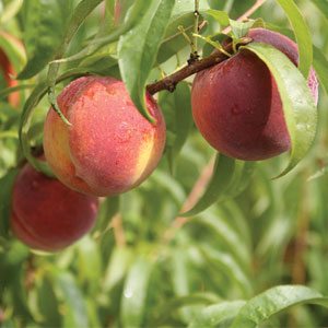 Georgia peaches