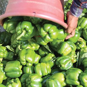 pepper harvest