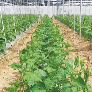 Vision Cucumber Crop