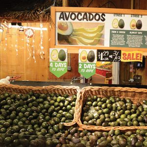 Avocado Sale