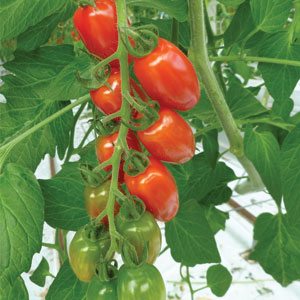 Tomates on the Vine