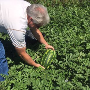 Schmieding Produce Harvest