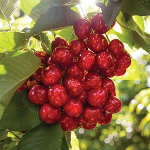 Cherry Harvest