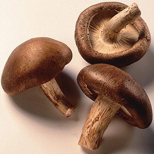 Shitake