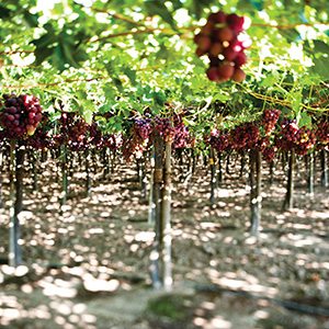 Chilean Grape Orchards