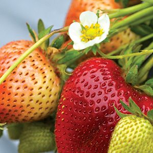 Strawberries on the Stem