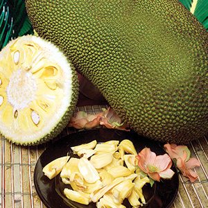 Jackfruit