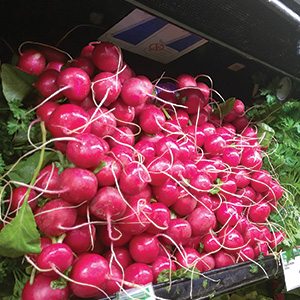 radishes