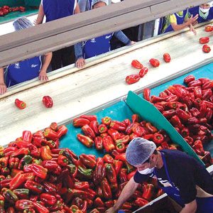 Pepper Sorting