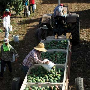 Mango Harvest