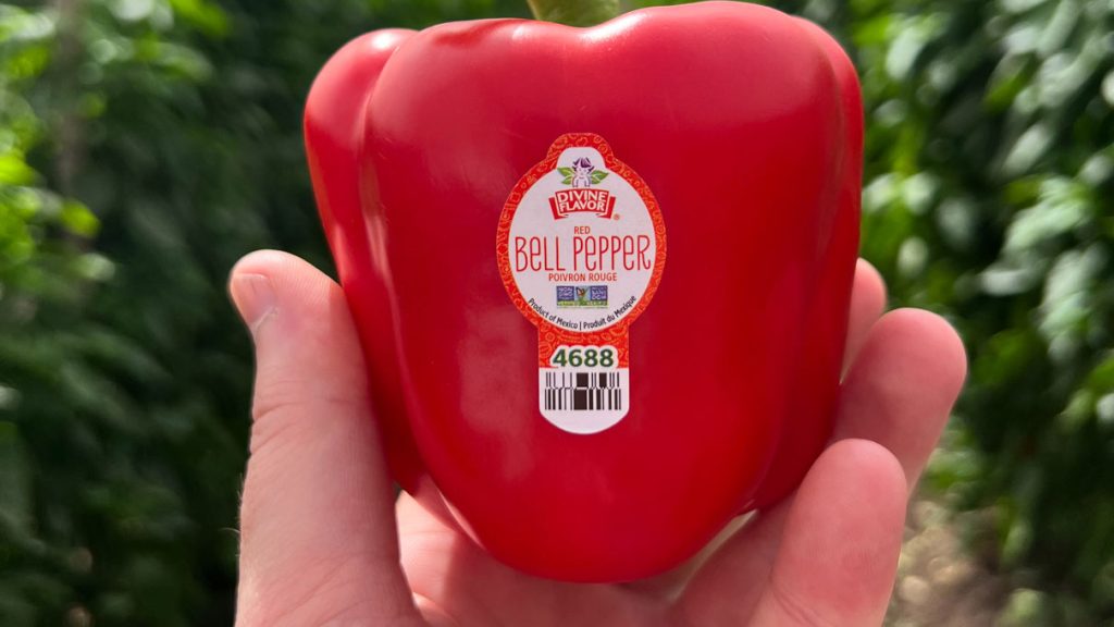 Starting from mid-late March, Nogales, AZ, importer Divine Flavor is heavily focused on its West Mexico vegetable program, with Sinaloa and Sonora, the two key regions for the company’s hothouse-grown conventional and organic bell peppers and mini peppers.