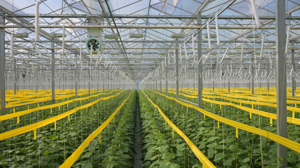 Ontario greenhouse vegetable farms ship more than two-thirds of their production to the U.S., supplying fresh, perishable produce to a market 10 times the size of Canada, with over half of the U.S. population reachable within a day’s drive.