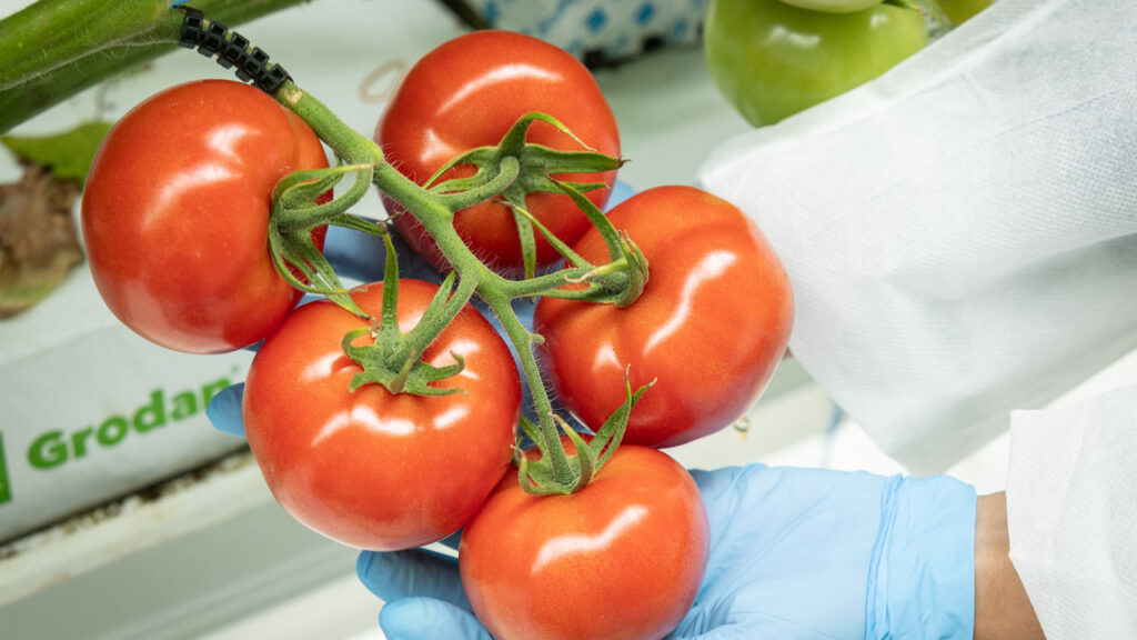 Bayer is working in collaboration with a South Korean company to significantly elevate the level of vitamin D in a tomato, which could be commercialized in the next few years.
