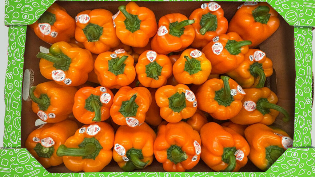 Bell peppers remain a staple of Mexican import programs, with consistent year-round supply and improved quality.