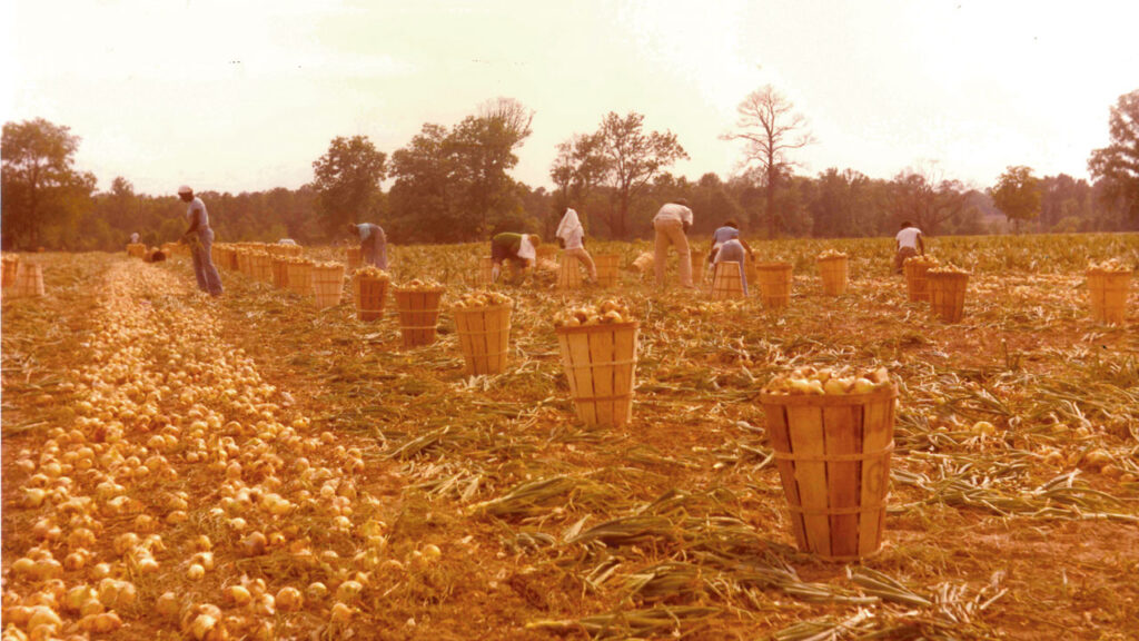 Pictured is a G&R Farms onion harvest in the 1970s.