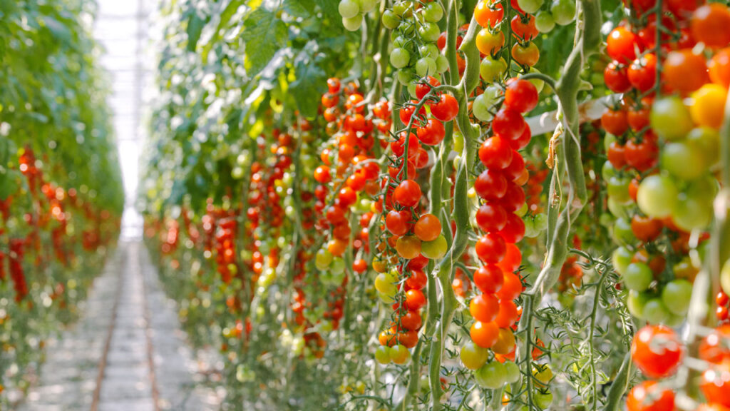 Tom Stenzel, executive director of the Alexandria, VA-headquartered Controlled Environment Agriculture Alliance, says that indoor-grown tomatoes have taken over the retail marketplace.