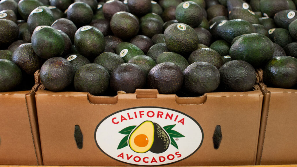 Expected to top 330 million pounds in 2026, California's avocado crop continues to play a key role in supplying retailers with premium fruit during the spring and summer months.