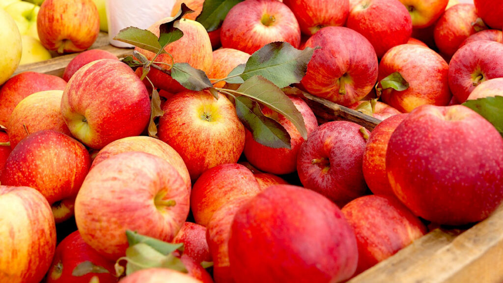 Weather remains one of the biggest variables in apple production, influencing crop size, fruit quality and the timing of harvest each season.