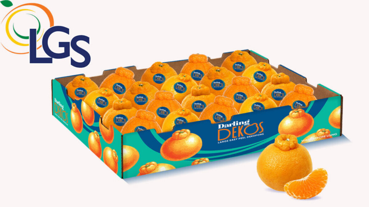 LGS Specialty Sales Introducing Darling Dekos, a New Chilean-Grown Dekopon Mandarin Program