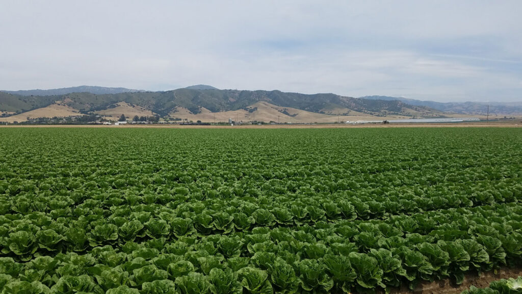 Adriana Alfaro, manager of food safety and technical services at FMI – The Food Industry Association, says every outbreak investigation provides lessons that can strengthen food safety practices across the fresh produce supply chain.