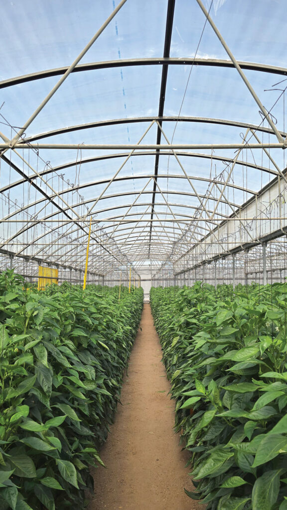 Mark Munger, vice president of marketing and business development at IPR Fresh, Nogales, AZ, says the company’s strength is in greenhouse-grown colored peppers and cucumbers, where they have developed longstanding relationships with growers in Mexico.